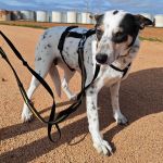 Karma_IMG_20260216_154758