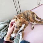 Kira_IMG-20260127-WA0026