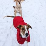 Kira_IMG-20260127-WA0027