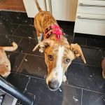 Kira_IMG-20260127-WA0028