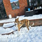 Kira_IMG-20260127-WA0034