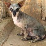 Lemur_IMG-20260708-WA0060