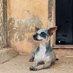 Lemur_IMG_20260707_170126