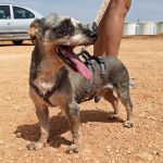 Lemur_IMG_20260719_122059