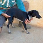 Lilo_IMG_0261