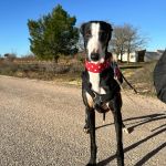 Liria_2026-02-20 at 12-16-18