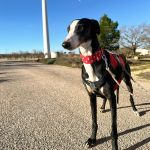 Liria_2026-02-21 at 12-16-18