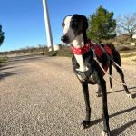 Liria_2026-02-22 at 12-16-19