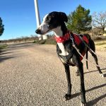 Liria_2026-02-23 at 12-16-19