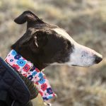 Liria_image16