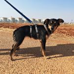 Lupe_IMG_20260811_180841