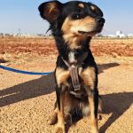 Lupe_IMG_20260811_180930