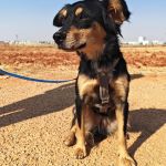 Lupe_IMG_20260811_180935