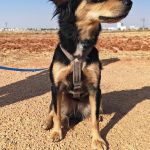 Lupe_IMG_20260811_180936
