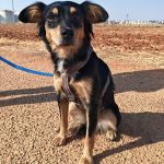 Lupe_IMG_20260811_180940