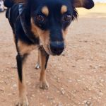 Lupe_IMG_20260811_181019