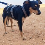 Lupe_IMG_20260811_181024