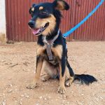 Lupe_IMG_20260811_181047