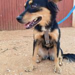 Lupe_IMG_20260811_181100