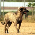 Lutz_IMG_6300
