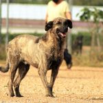 Lutz_IMG_6303