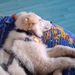 Maja_2026-03-29 at 17-41-58