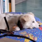 Maja_2026-03-29 at 17-42-12