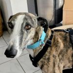 Marley_9e5a14fc-8fa0-449b-a912-d020bce686ea