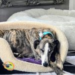 Marley_c25fe3ce-3970-4733-9af8-b62f6b199712