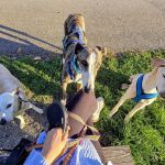 Marley_c7ae5bad-8f6a-494d-ba9a-32fe07ac6ca1