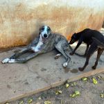 Marley_IMG-20250918-WA0022