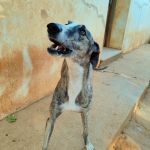 Marley_img_20250821_185732