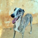 Marley_IMG_20250821_185749
