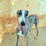 Marley_IMG_20250821_185754