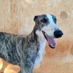 Marley_IMG_20250821_185934