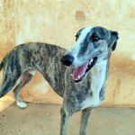 Marley_img_20250821_185942