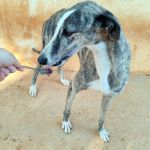 Marley_IMG_20250821_185958