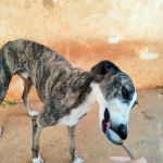 Marley_IMG_20250821_190009