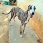 Marley_IMG_20250821_190052