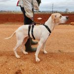 Mirlo_IMG_20251115_124702