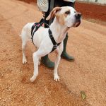 Mirlo_IMG_20251115_124706_1