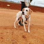 Mirlo_IMG_20251115_124723