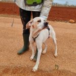 Mirlo_IMG_20251115_124753