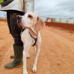 Mirlo_IMG_20251115_124817