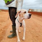 Mirlo_IMG_20251115_124819