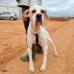 Mirlo_IMG_20251115_124823_1