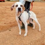 Mirlo_IMG_20251115_124826_1_edit_81560539197322