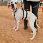 Mirlo_IMG_20251115_124834_1