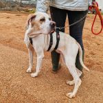 Mirlo_IMG_20251115_124836