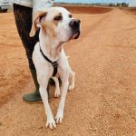 Mirlo_IMG_20251115_124854_1